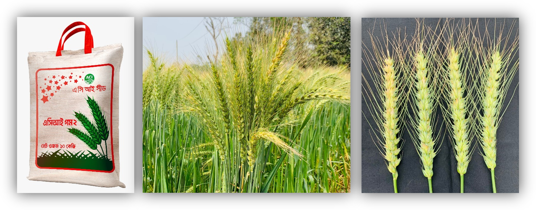 ACI Seed Unveils High-Yielding Wheat Varieties Enriched with Gluten