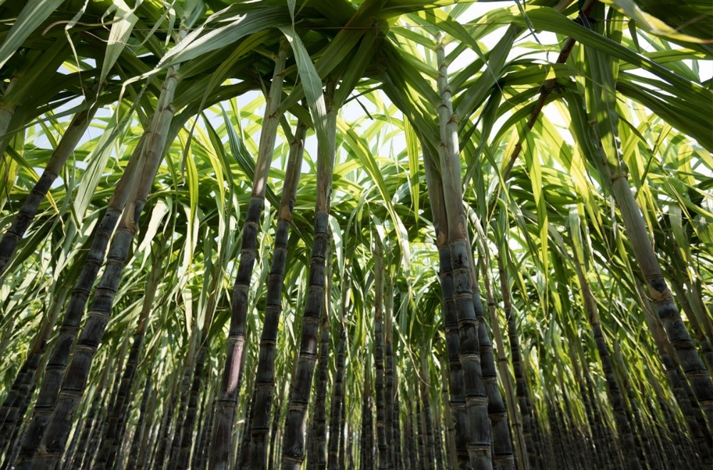 International Team of Scientists Cracks Sugarcane's Complex Genetic Code
