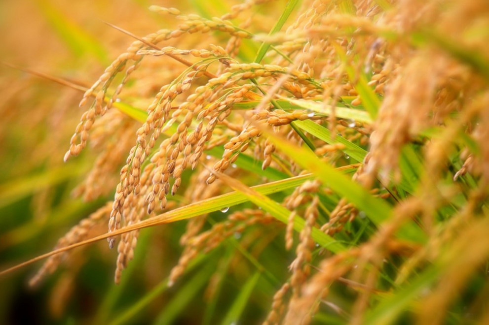 Scientists Enhance Diurnal Flower-Opening Time of Rice