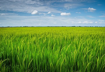 Machine Learning Model Predicts Effect of Climate Change to Rice Yields