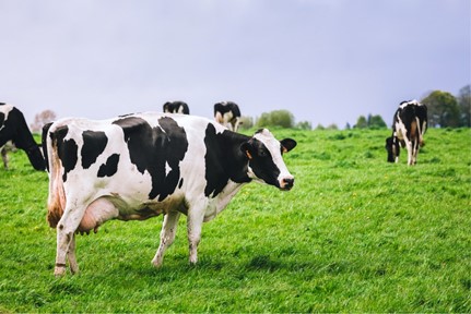 Transgenic Cow Generates Milk with Human Insulin