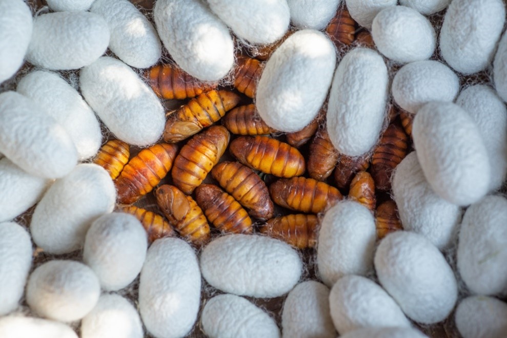 Silkworms Engineered for Super Silk